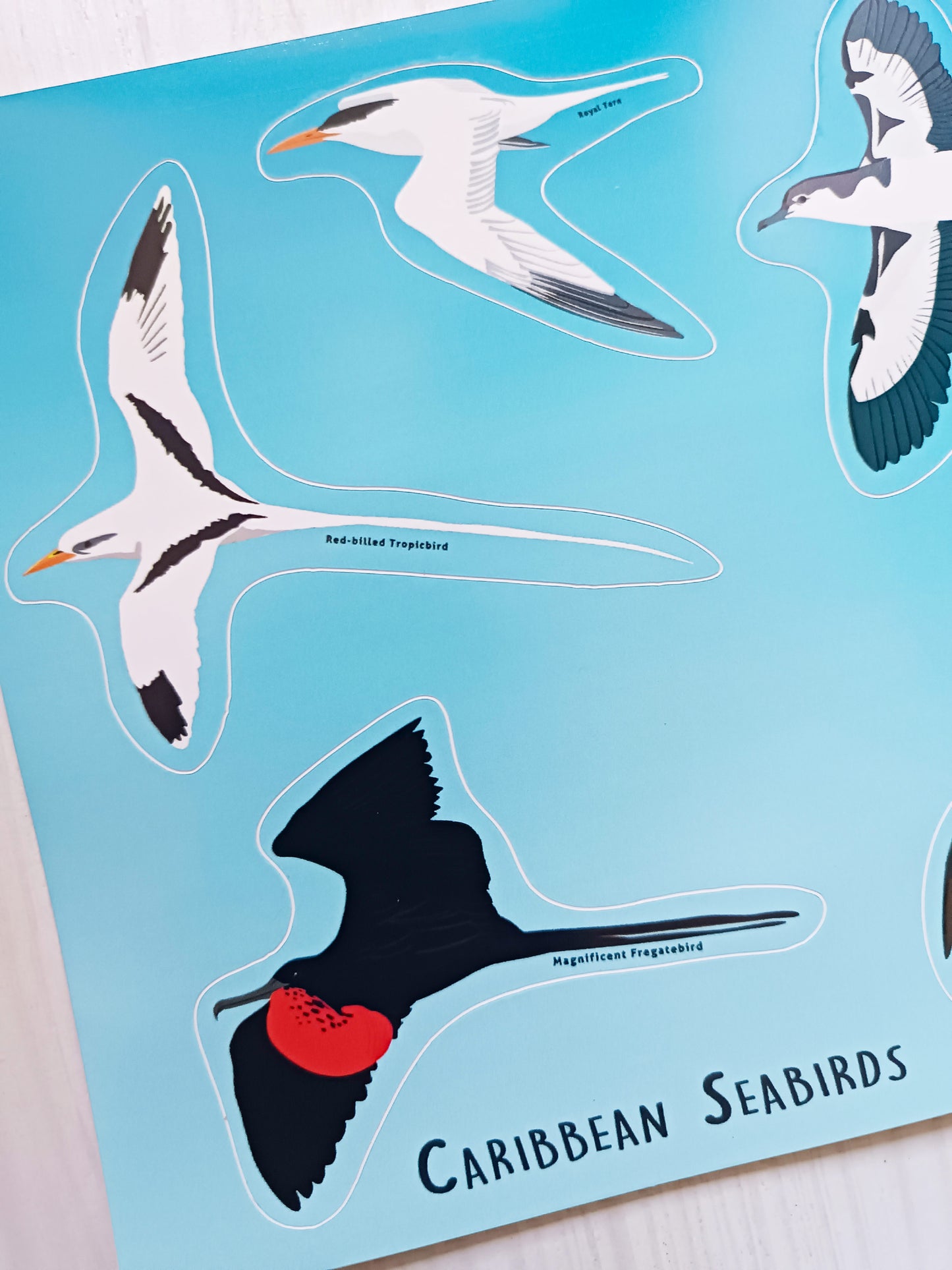 2 X Sticker sheet - Caribbean Seabird / 2 X Aves marinas del Caribe – Hoja de Stickers