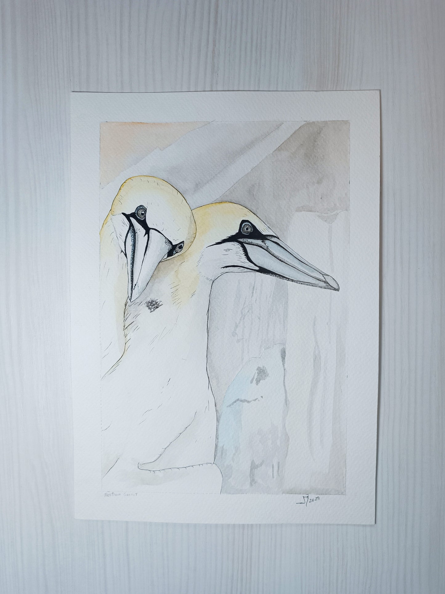 Northern Gannet