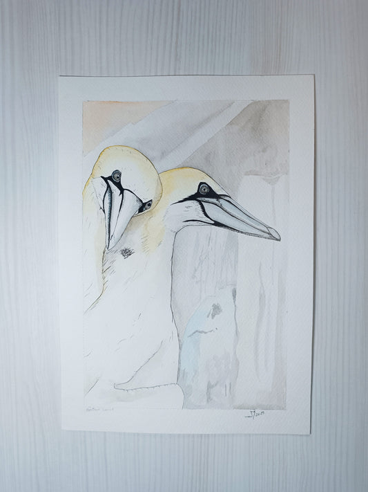 Northern Gannet