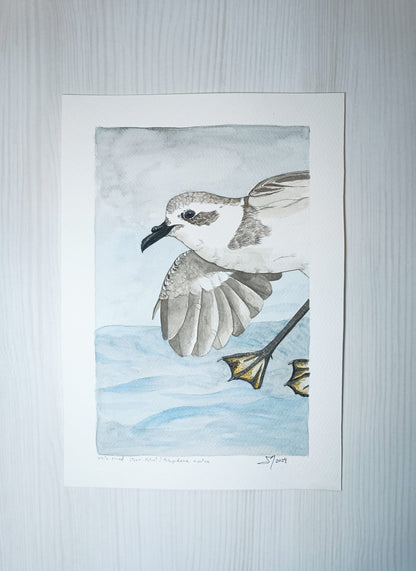 White-faced Storm-petrel