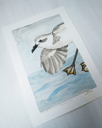 White-faced Storm-petrel