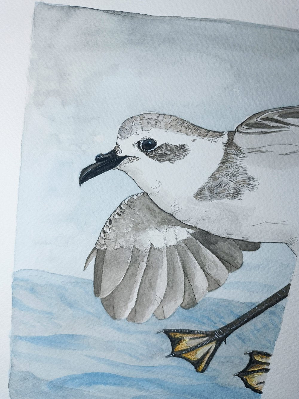 White-faced Storm-petrel